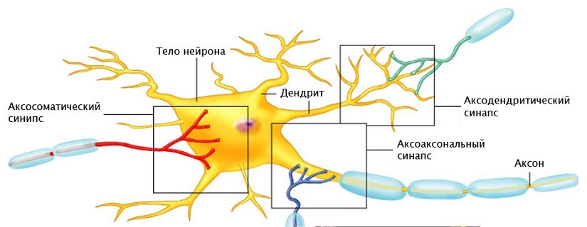 NeuronSynapse (1).jpg